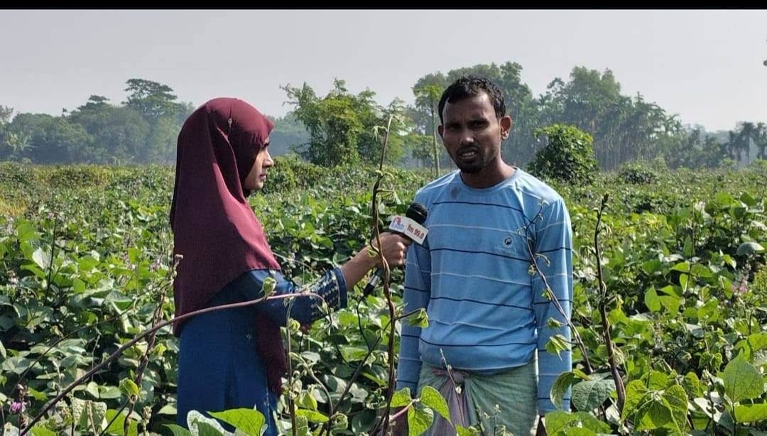 শীতকালীন আগাম সীম চাষে ব্যস্ত সময় পার করছেন কৃষকরা