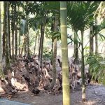 হাঁসের খামারে দিন বদলের স্বপ্ন দেখছেন সাইফুল