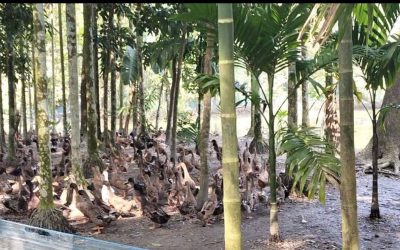 হাঁসের খামারে দিন বদলের স্বপ্ন দেখছেন সাইফুল