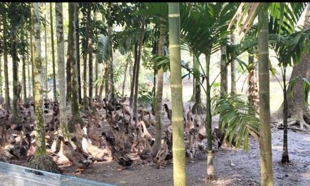 হাঁসের খামারে দিন বদলের স্বপ্ন দেখছেন সাইফুল