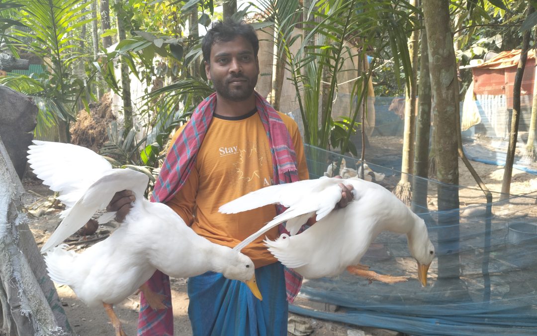 চরফ্যাশনে দিন দিন বাড়ছে বেইজিং হাঁস পালন
