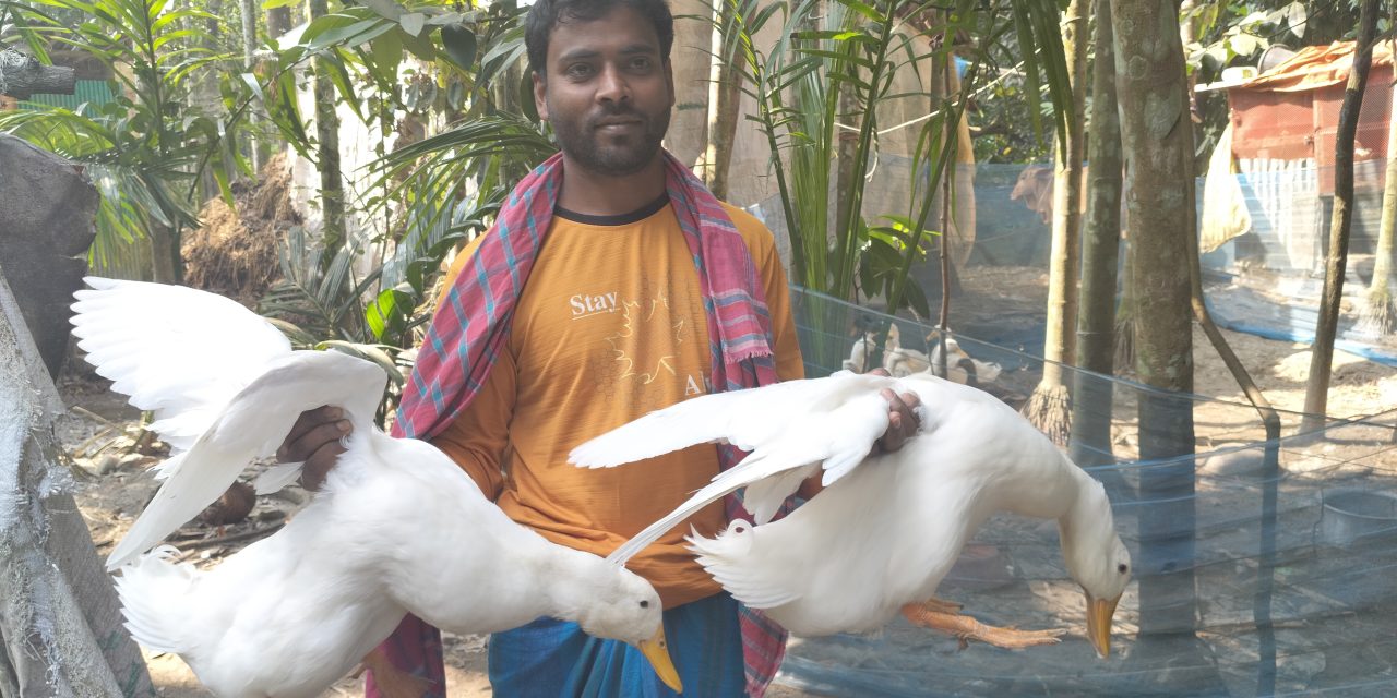 চরফ্যাশনে দিন দিন বাড়ছে বেইজিং হাঁস পালন