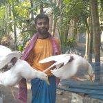 চরফ্যাশনে দিন দিন বাড়ছে বেইজিং হাঁস পালন