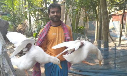 চরফ্যাশনে দিন দিন বাড়ছে বেইজিং হাঁস পালন