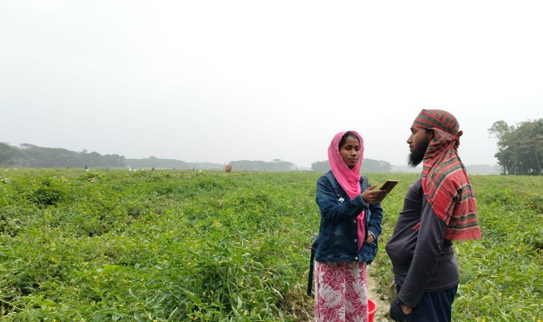 চরফ্যাশনে টমেটো চাষে করে সফল তরুণ চাষী ইয়াসিন