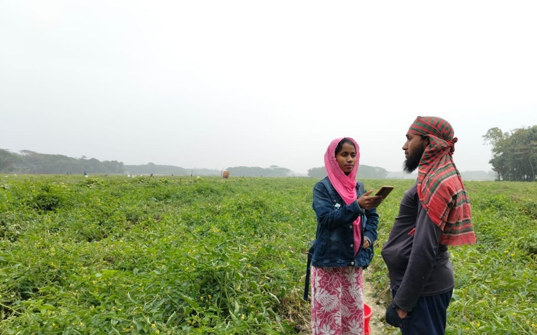 চরফ্যাশনে টমেটো চাষে করে সফল তরুণ চাষী ইয়াসিন