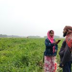 চরফ্যাশনে টমেটো চাষে করে সফল তরুণ চাষী ইয়াসিন