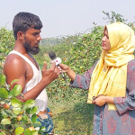 কৃষিতে নতুন সম্ভাবনার নাম বরই চাষ