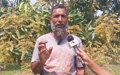 আমের মুকুলে নতুন সম্ভাবনা কৃষকের