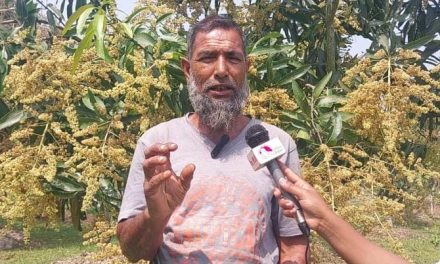 আমের মুকুলে নতুন সম্ভাবনা কৃষকের