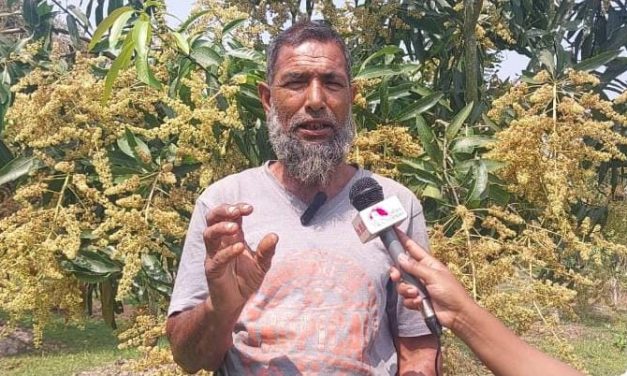 আমের মুকুলে নতুন সম্ভাবনা কৃষকের