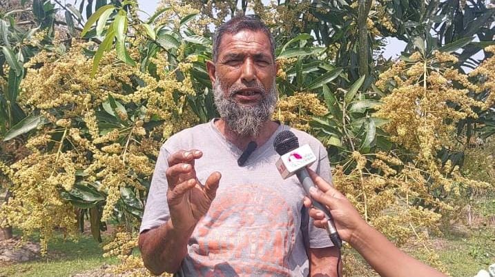 আমের মুকুলে নতুন সম্ভাবনা কৃষকের
