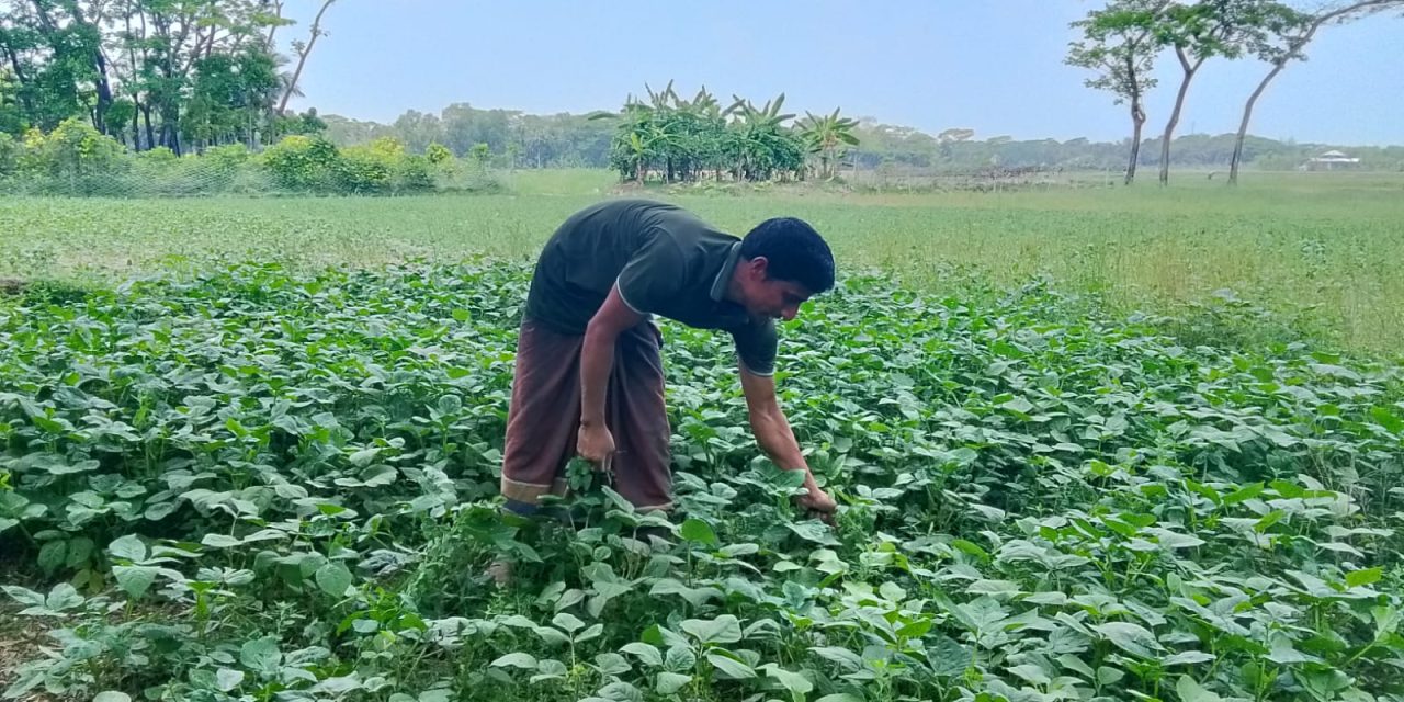 ফেলন ডাল চাষে ভালো ফলনের আশায় কৃষক ইয়কুব আলী