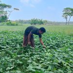 ফেলন ডাল চাষে ভালো ফলনের আশায় কৃষক ইয়কুব আলী