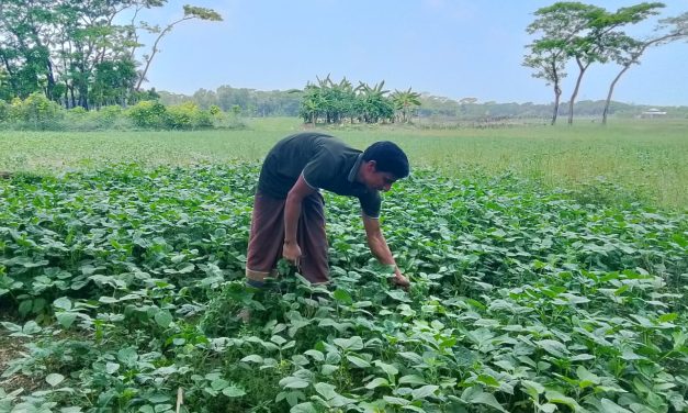 ফেলন ডাল চাষে ভালো ফলনের আশায় কৃষক ইয়কুব আলী