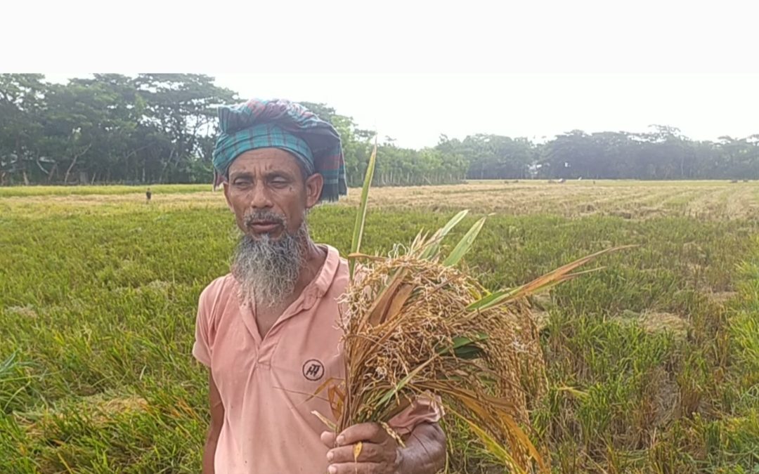 চরফ্যাশনে কালবৈশাখী ঝড় ও টানা বৃষ্টিতে কৃষকের ব্যাপক ক্ষতি