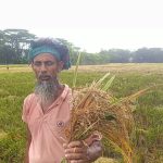 চরফ্যাশনে কালবৈশাখী ঝড় ও টানা বৃষ্টিতে কৃষকের ব্যাপক ক্ষতি