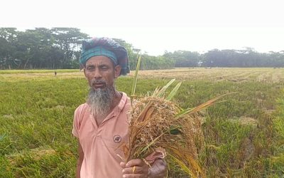 চরফ্যাশনে কালবৈশাখী ঝড় ও টানা বৃষ্টিতে কৃষকের ব্যাপক ক্ষতি