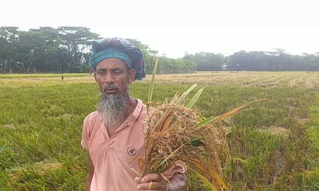 চরফ্যাশনে কালবৈশাখী ঝড় ও টানা বৃষ্টিতে কৃষকের ব্যাপক ক্ষতি