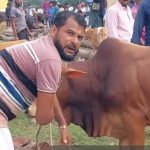 চরফ্যাশনে কুরবানির জন্য প্রস্তুত ২৫ হাজার পশু