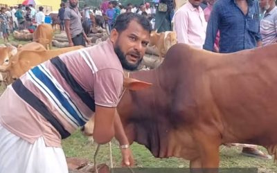 চরফ্যাশনে কুরবানির জন্য প্রস্তুত ২৫ হাজার পশু