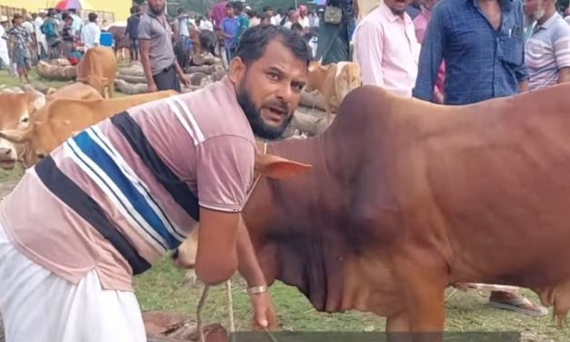 চরফ্যাশনে কুরবানির জন্য প্রস্তুত ২৫ হাজার পশু