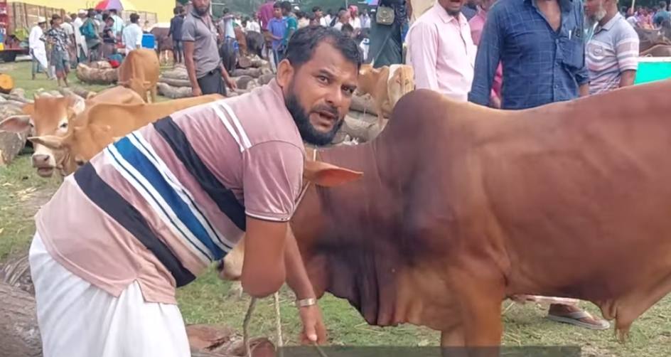 চরফ্যাশনে কুরবানির জন্য প্রস্তুত ২৫ হাজার পশু