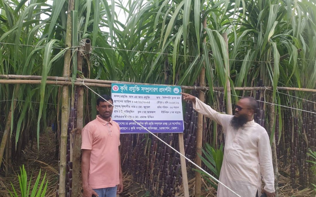 চরফ্যাশনে প্রথমবার বাণিজ্যিকভাবে ফিলিপাইন ব্ল্যাক আখের চাষ