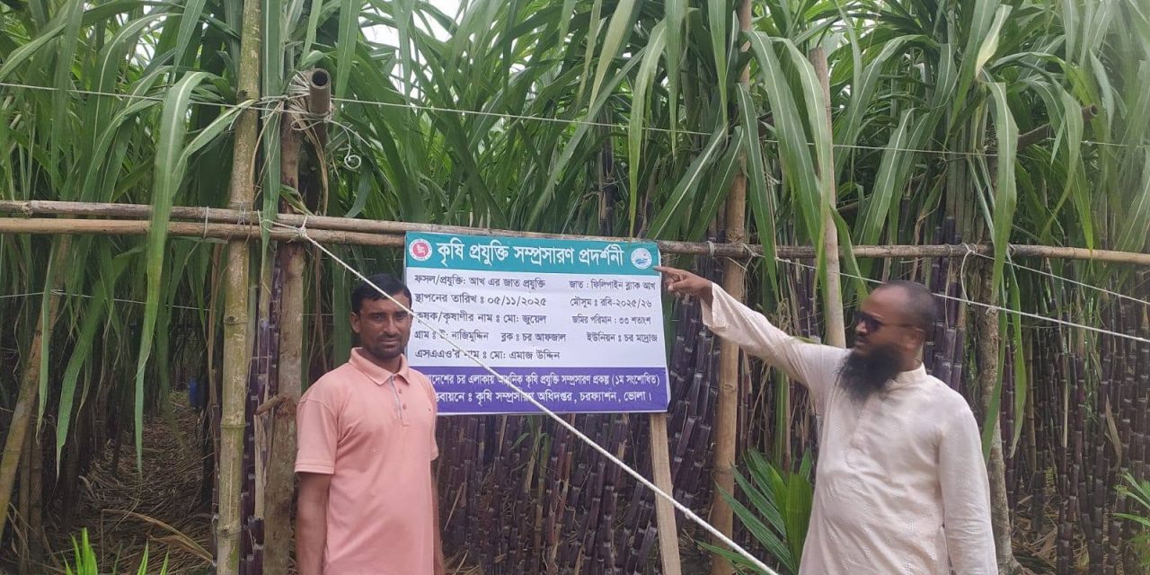 চরফ্যাশনে প্রথমবার বাণিজ্যিকভাবে ফিলিপাইন ব্ল্যাক আখের চাষ