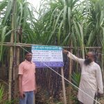 চরফ্যাশনে প্রথমবার বাণিজ্যিকভাবে ফিলিপাইন ব্ল্যাক আখের চাষ