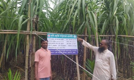চরফ্যাশনে প্রথমবার বাণিজ্যিকভাবে ফিলিপাইন ব্ল্যাক আখের চাষ