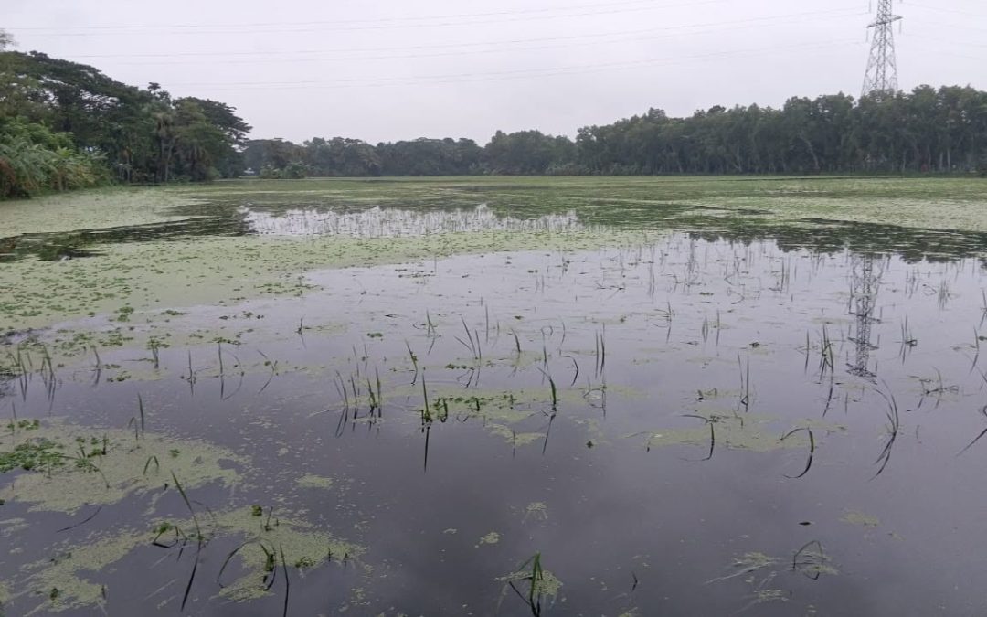 চরফ্যাশনে টানা বৃষ্টিতে ফসল ও মাছের ব্যাপক ক্ষতি, বিপর্যস্ত জনজীবন