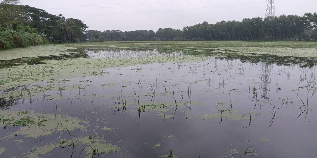 চরফ্যাশনে টানা বৃষ্টিতে ফসল ও মাছের ব্যাপক ক্ষতি, বিপর্যস্ত জনজীবন