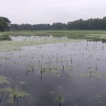চরফ্যাশনে টানা বৃষ্টিতে ফসল ও মাছের ব্যাপক ক্ষতি, বিপর্যস্ত জনজীবন