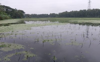 চরফ্যাশনে টানা বৃষ্টিতে ফসল ও মাছের ব্যাপক ক্ষতি, বিপর্যস্ত জনজীবন