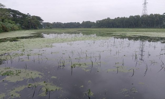 চরফ্যাশনে টানা বৃষ্টিতে ফসল ও মাছের ব্যাপক ক্ষতি, বিপর্যস্ত জনজীবন