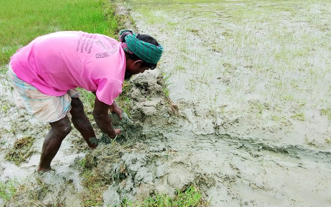 টানা বৃষ্টির পর নতুন বীজতলা তৈরিতে ব্যস্ত কৃষক