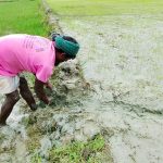 টানা বৃষ্টির পর নতুন বীজতলা তৈরিতে ব্যস্ত কৃষক