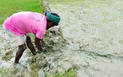 টানা বৃষ্টির পর নতুন বীজতলা তৈরিতে ব্যস্ত কৃষক