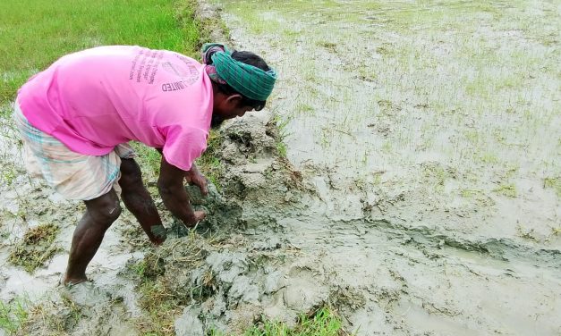 টানা বৃষ্টির পর নতুন বীজতলা তৈরিতে ব্যস্ত কৃষক