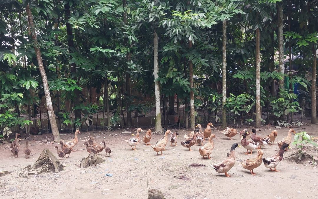 ইয়াসনুর বেগম, সংসারের হাল ধরার আশা নিয়ে শুরু করেন হাঁসের খামার