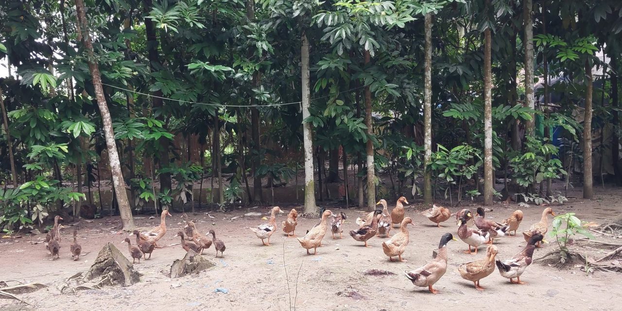 ইয়াসনুর বেগম, সংসারের হাল ধরার আশা নিয়ে শুরু করেন হাঁসের খামার