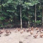 ইয়াসনুর বেগম, সংসারের হাল ধরার আশা নিয়ে শুরু করেন হাঁসের খামার