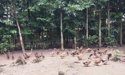 ইয়াসনুর বেগম, সংসারের হাল ধরার আশা নিয়ে শুরু করেন হাঁসের খামার