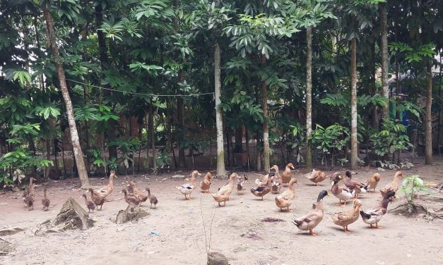 ইয়াসনুর বেগম, সংসারের হাল ধরার আশা নিয়ে শুরু করেন হাঁসের খামার
