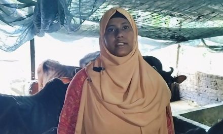 গবাদিপশুর খামারে আমিনাবাদের রুজিনা বেগম এখন অনেকেরই অনুপ্রেরণা